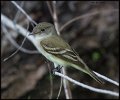 _6SB1544 flycatcher